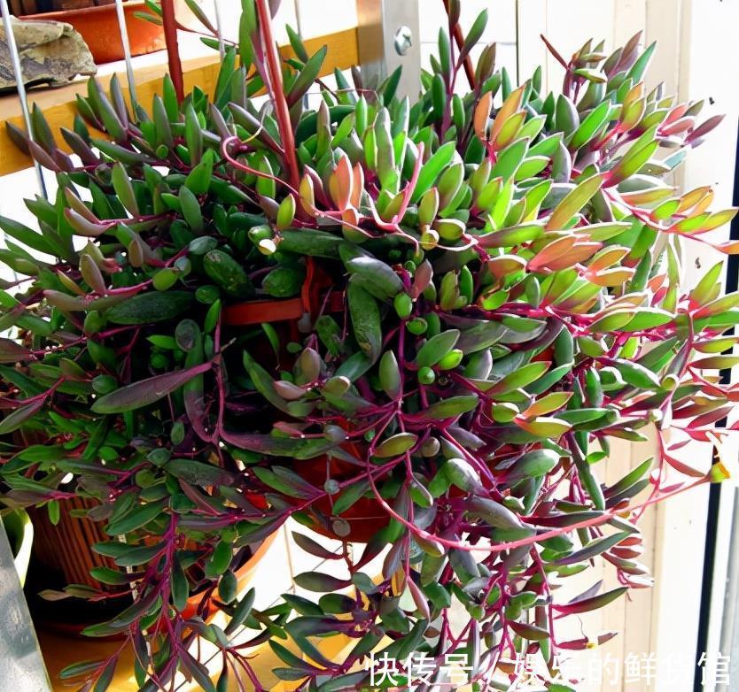 关键|3种“养不死”的花,适合新手,不只是好养,关键很漂亮