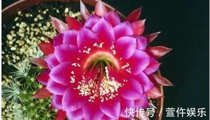 休眠|想让家里的仙人球开花爆盆，那怎么保证每年夏天爆盆呢