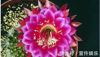 想让家里的仙人球开花爆盆,那怎么保证每年夏天爆盆呢