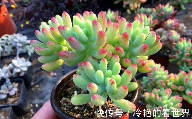 景天属|多肉果冻乙女心,自带果冻色,是果冻色系多肉里的颜值担当