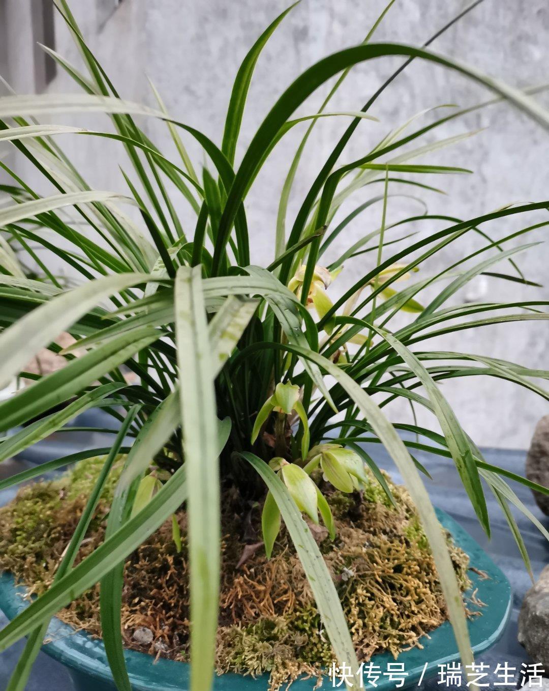 发黄|兰花释放三个求救信号，赶紧翻盆，动作慢“有隐患”容易收空盆