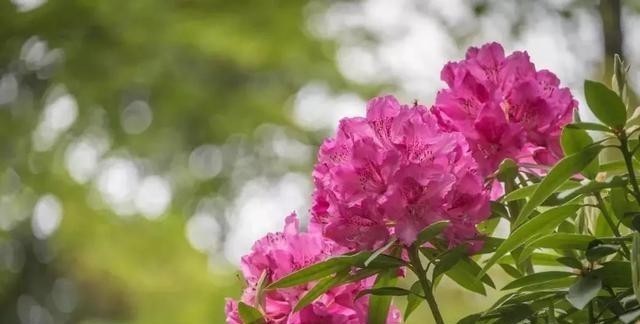 15种耐阴花,室内光照不足,照样花开不断!