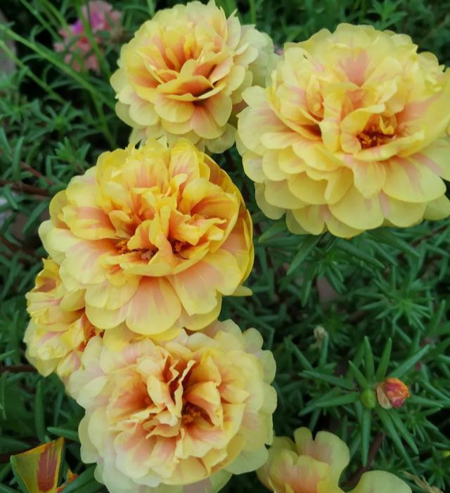 养花技巧粗生粗养也能四季开花！少养1种都觉得亏了