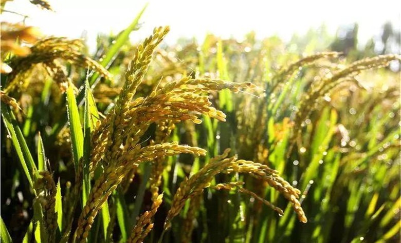 皇帝|明代才子送皇帝礼物被斩首,行刑前说了一句话,立即官升三级