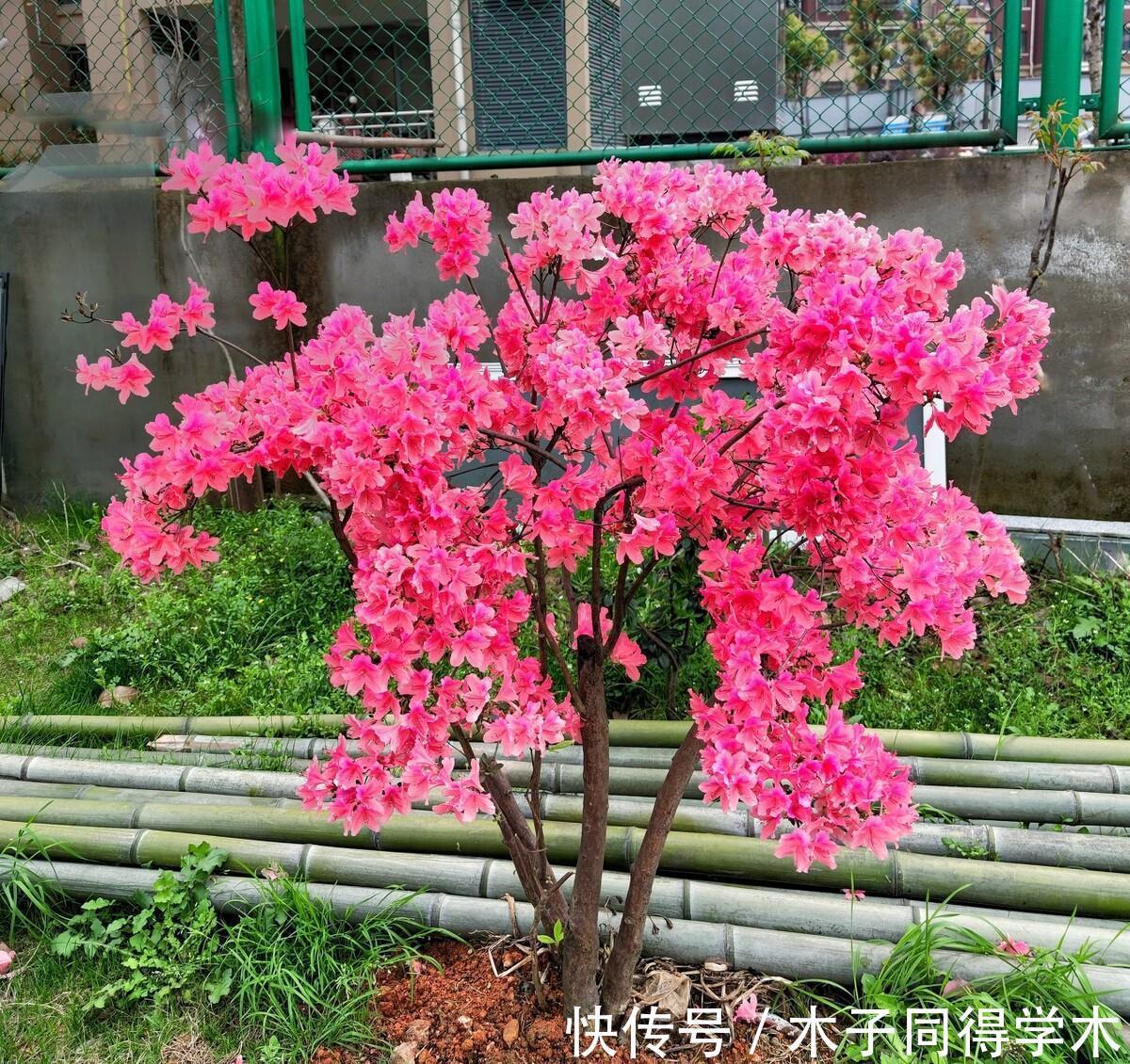 兰花|5种“长命花”，富贵又吉利，越养越值钱，赶紧养一盆做传家宝