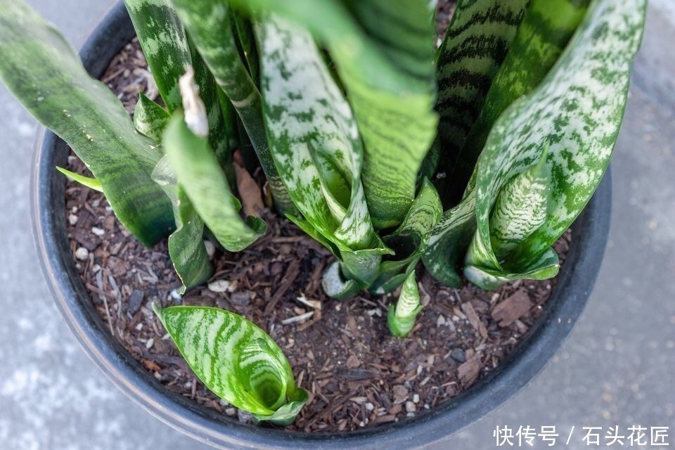 家里“4种东西”变质,埋在花盆里都“好肥料”,根壮、叶子绿