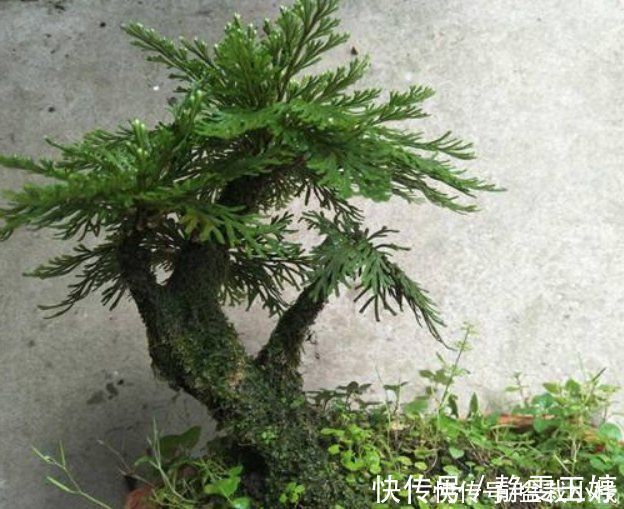 民间的4大花卉,养多少年也不会被淘汰,反而越养越值钱