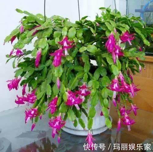 大瀑布|养好蟹爪兰并不难，掌握几点，年年花开不断，长成大瀑布！