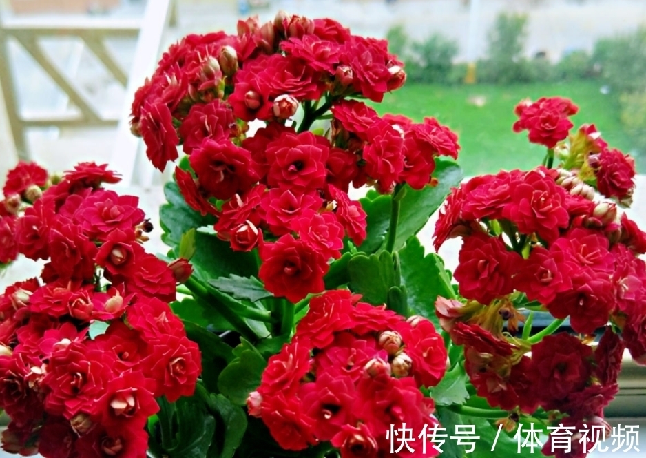 长寿花染上白粉病该怎么办?