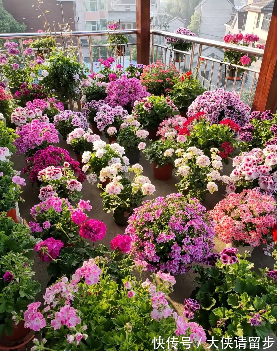 兰花|“人养花三年,花养人一生!”家居盆花100种,总有几款你喜欢