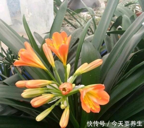 自制|教你自制“氮磷钾肥”,君子兰最爱吃,30天喂一次,长势不会差!