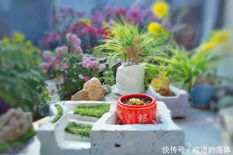 如莲似花,美好心情由你而始!