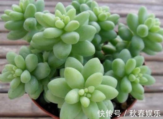 多肉植物|超好养活的多肉植物,喜欢多肉的不要错过,这几款超好看还好养