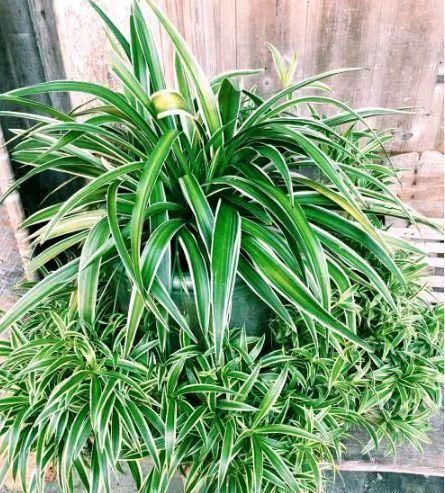 4种花号称有钱花,福运财运滚滚来,养在哪里都爆盆!早看早知道