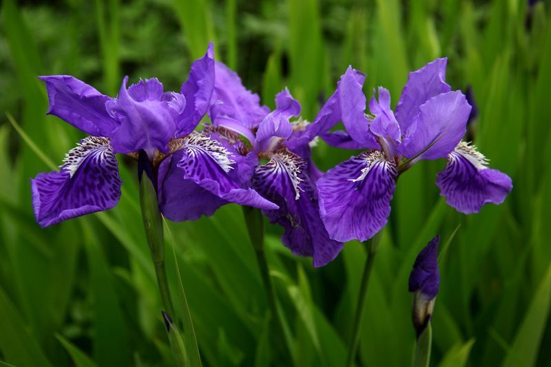 五月养花,就养这株“法国国花”,花大色艳,花朵比蝴蝶还美