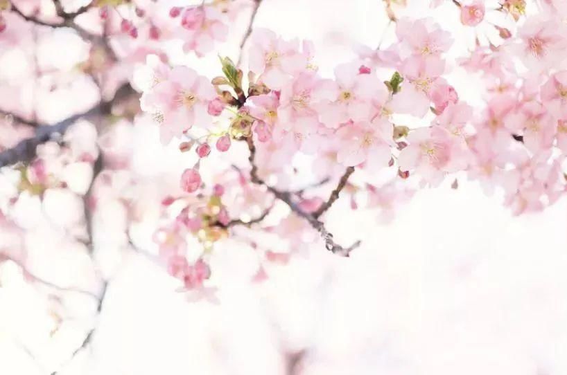 中年|满山遍野，2000亩樱桃花开！峨眉这个地方美成了一幅画