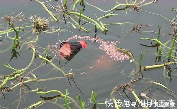 冬季钓鲫鱼,有效聚鱼的4个步骤,诱鱼成群,方可聚而钓之