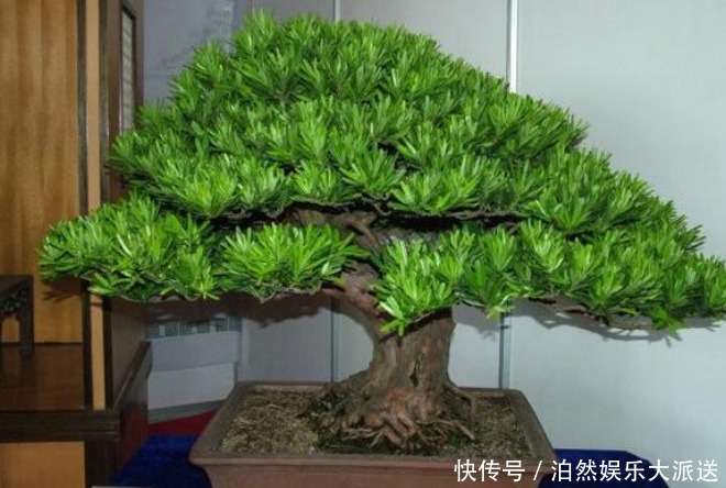 家里再小也要养的“镇宅花”,虽然很丑,但招财又进宝,寓意满满