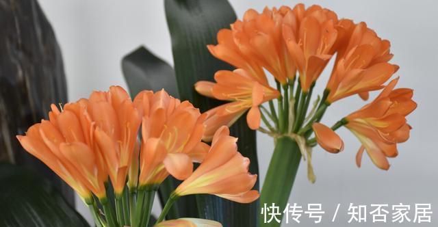 休眠期|栽培君子兰出现问题,基本是以下方面的原因,解决方案都在这里