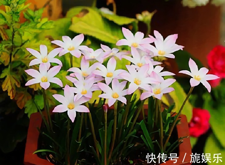 这种花似兰非兰,喜欢淋雨后开花,皮实好养易爆盆,开花多