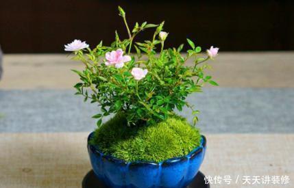 茶几上摆放什么花卉?7种绿植,精巧玲珑,清新素雅,还特好养活