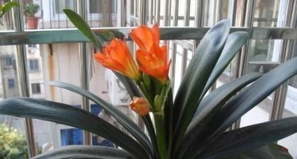 电视机|家里养君子兰,3个位置不能摆放,不然黄叶不开花,别忽视