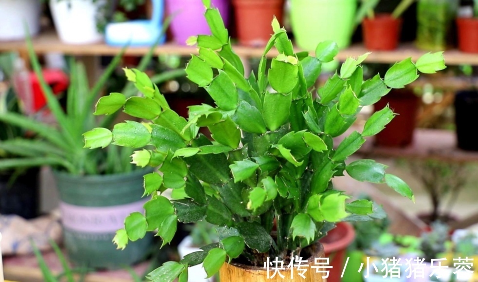 夏天|天热了,5种花已经“休眠”,切记不能频繁浇水