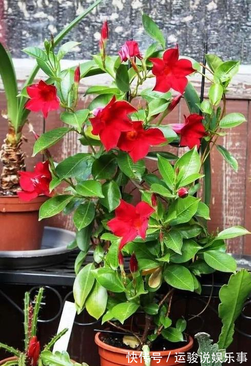 6种花超级喜欢太阳,晒得越多“花”越多,养一盆不亏