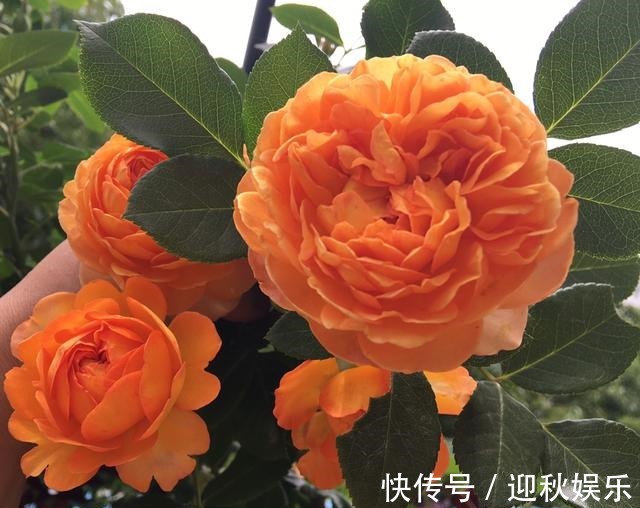 开花|3种“肥水”,给月季浇一浇,开花多又艳,一年开花200多天!