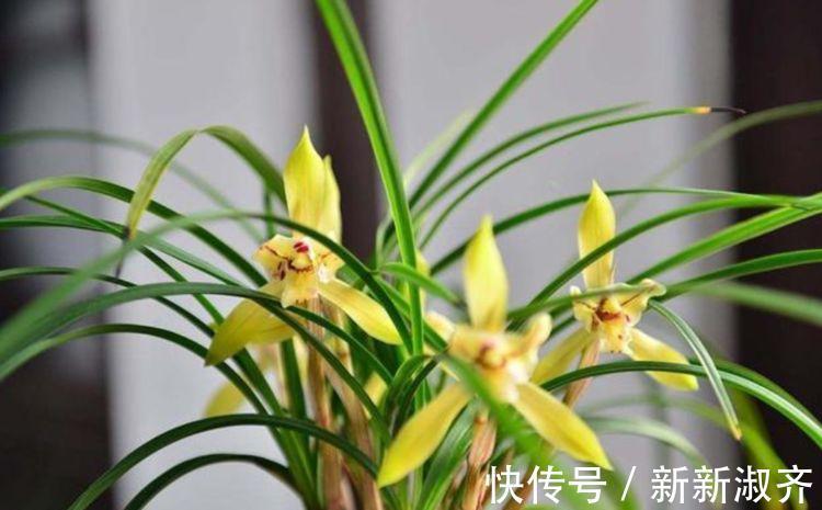 浇水|几款艳丽的花卉,漂亮又好闻,全年开花不断,丝毫不逊色于牡丹