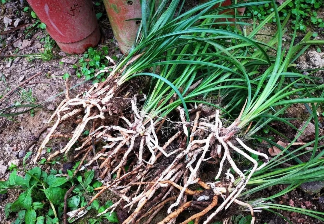 种植|兰花种植前，究竟要不要清洗兰根、浸泡药水？4种原因要明白