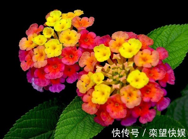 此花花色丰富多变,一天之内花色就会变化多端,象征着家庭和睦