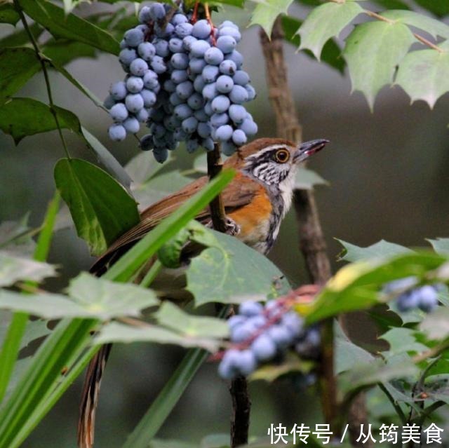 植物|乡下一种“杂木”，叶片满是尖刺，猫儿看到都躲着走，其价值珍贵