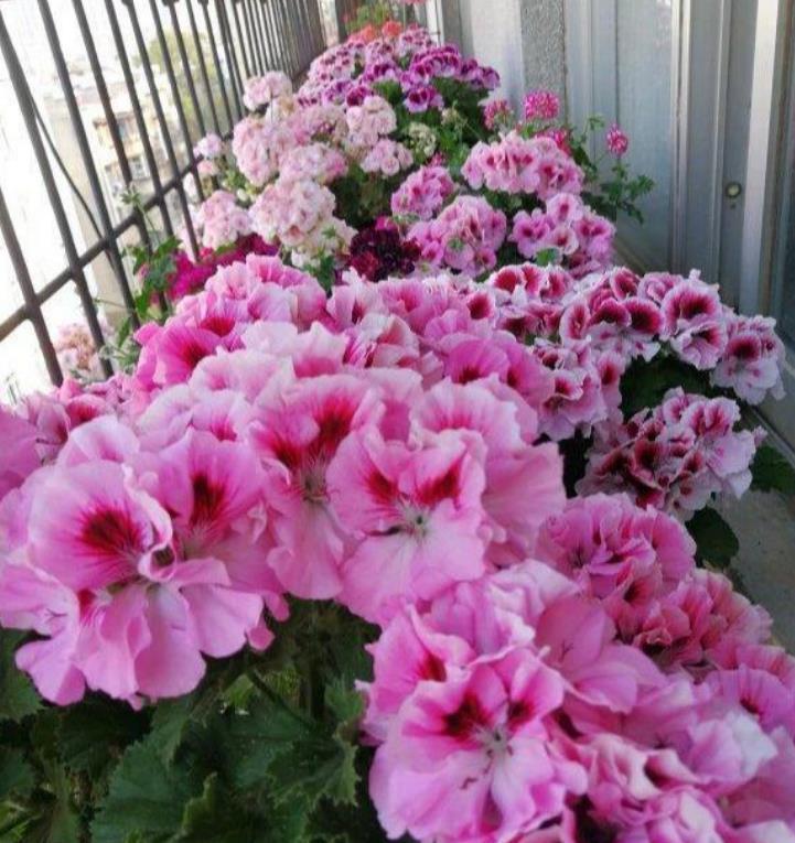 几款艳丽的花卉,漂亮又好闻,四季繁花似锦,姿色艳丽