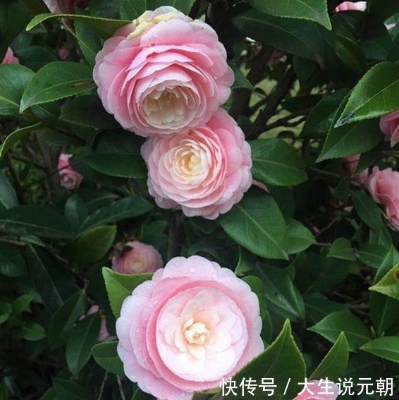 茶花黄叶花苞还打不开做好这5点,茶花开得又大又艳