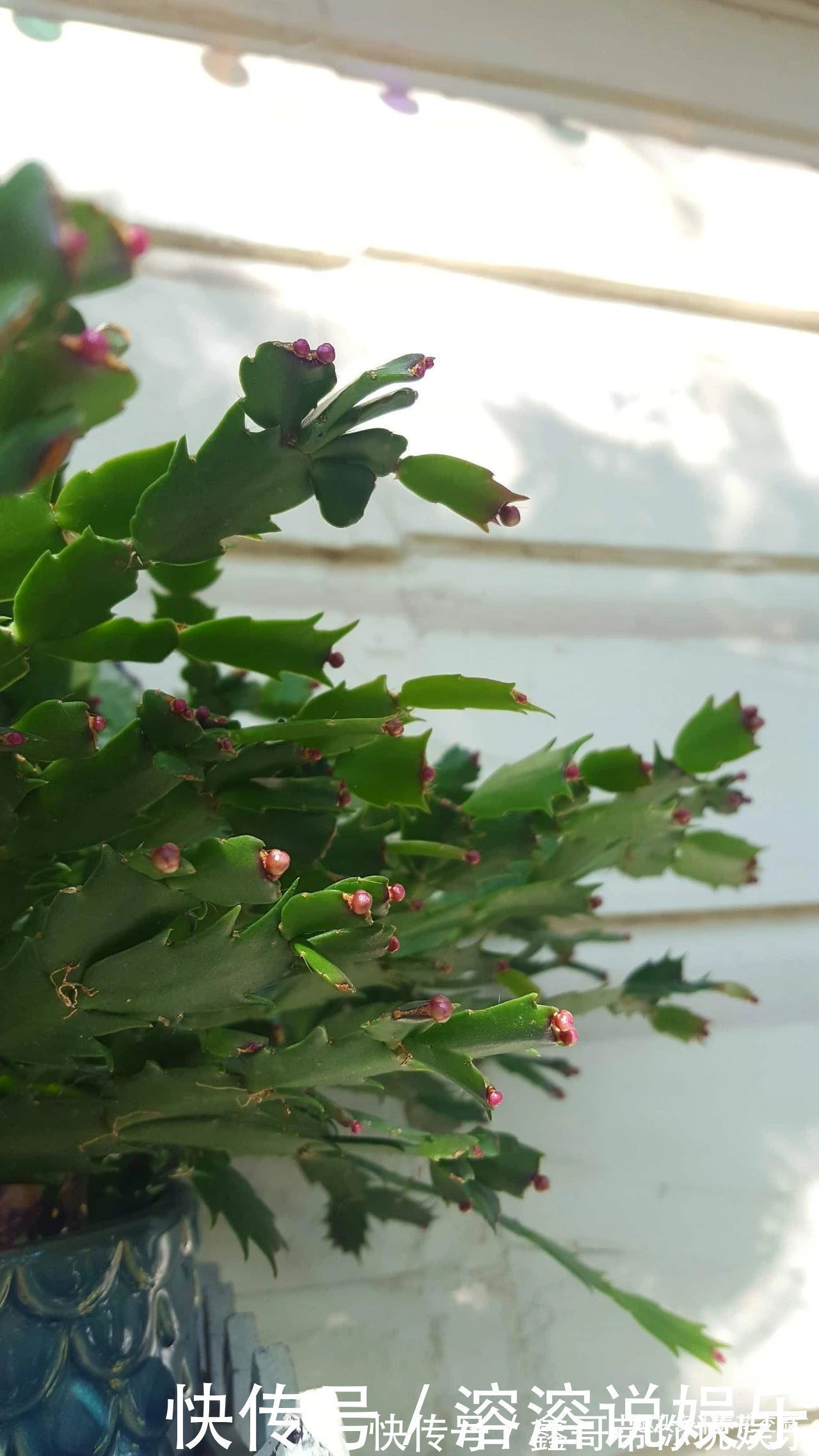 花苞|养盆栽蟹爪兰掌握10点就足够,看完就知道为啥叶子干瘪、不开花