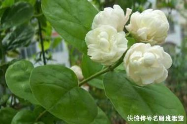 花盆|这三种花堪比香水,养在家里空气清新无异味,健康无忧