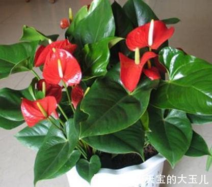 红掌花朵小，不开花做好这3件事，朵径大开花一茬又一茬