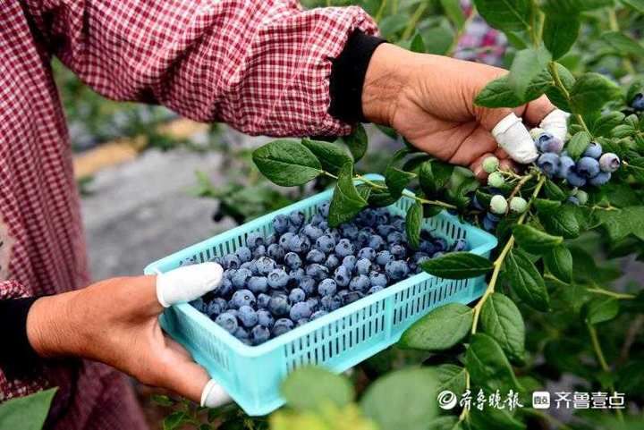 产业|日照蓝莓成大产业，端午假日成旅游热点