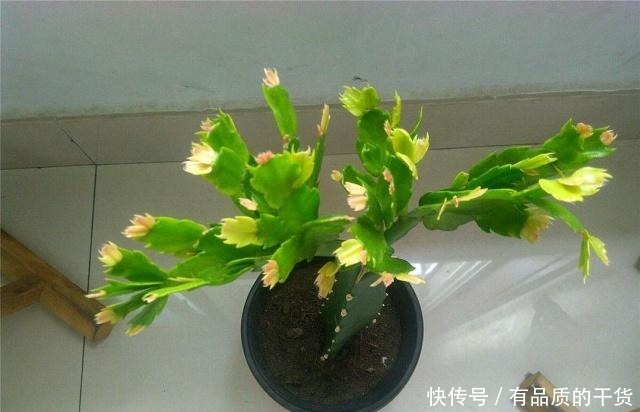 对于蟹爪兰这“2点”虽不致命,但是,严重抑制了它的生长!