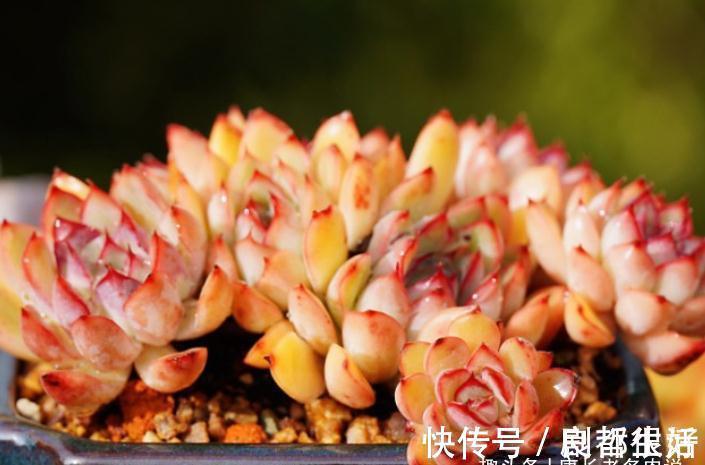 黄桃|想打造多肉十里桃林?别只盯着桃蛋,此8个品种也许更合你的口味