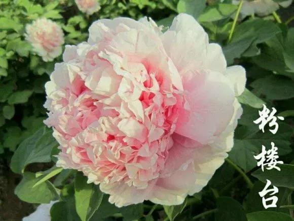 喜欢牡丹花，却一不小心买到芍药！附牡丹花品种图鉴大全