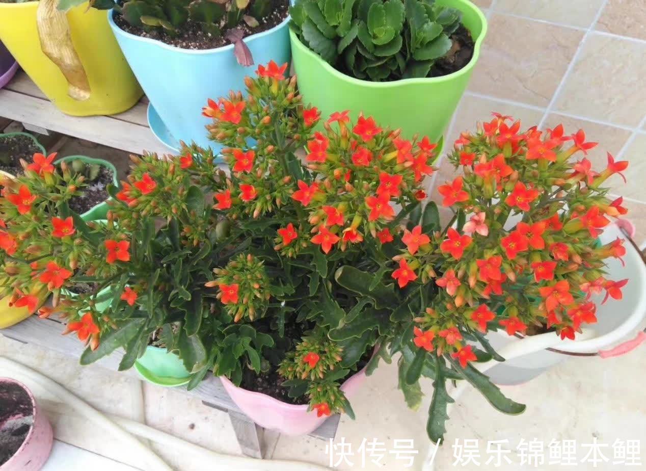 花卉|哪些花卉适合秋季盆栽,开花美、好管理?这4款首当其冲,值得