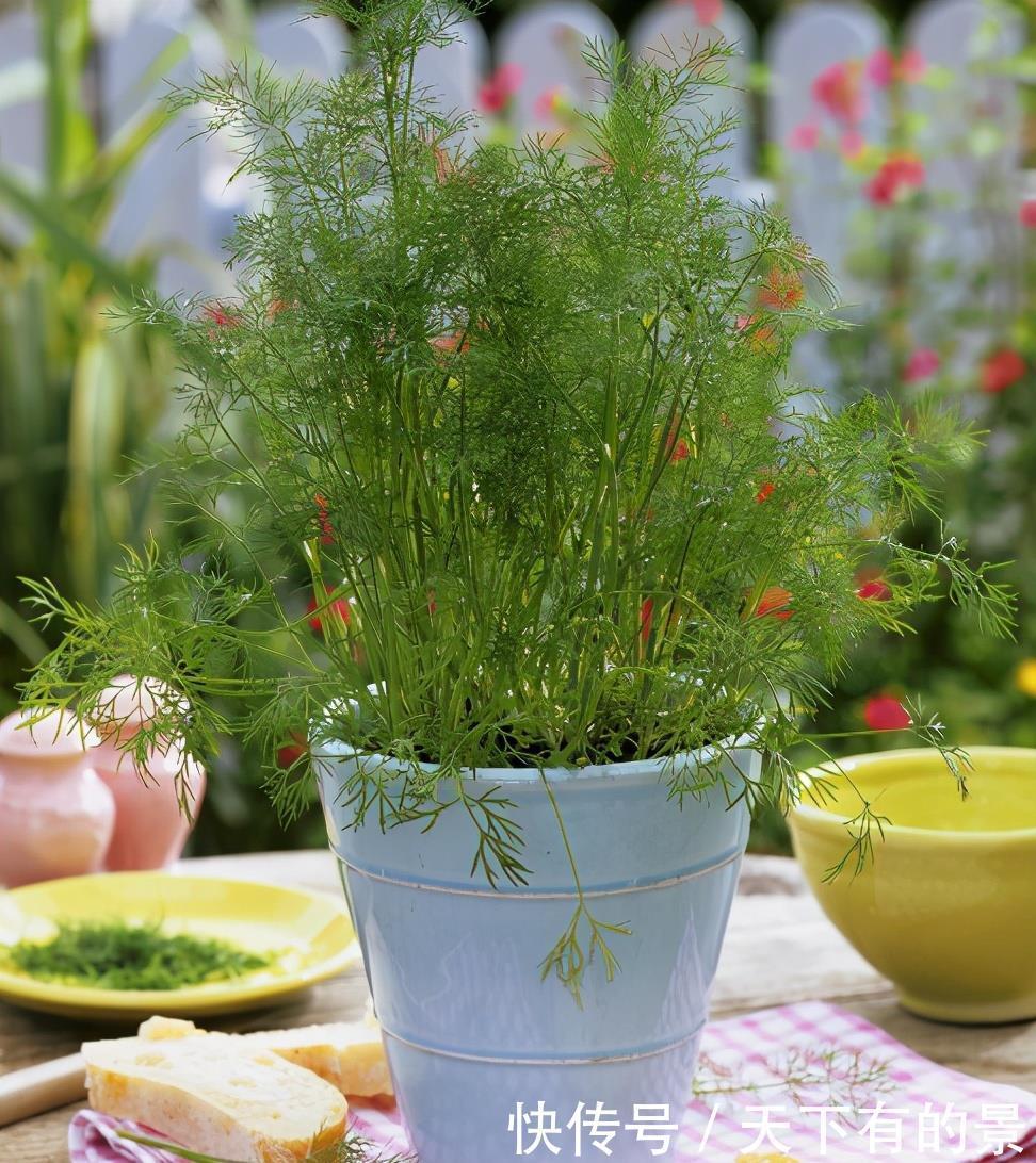  家居|7种适合家居养护的香草植物，散发淡淡清香，作用多观赏性强