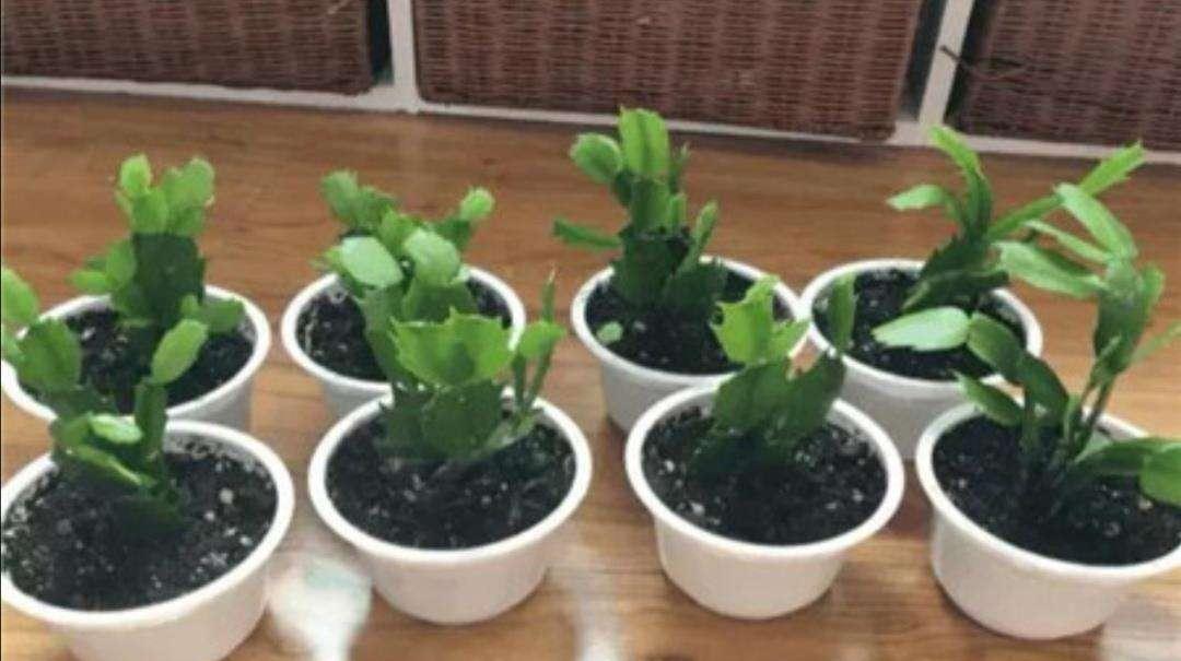 分享2个冬天扦插的小方法,10种花现在扦插正当时,生根快又壮