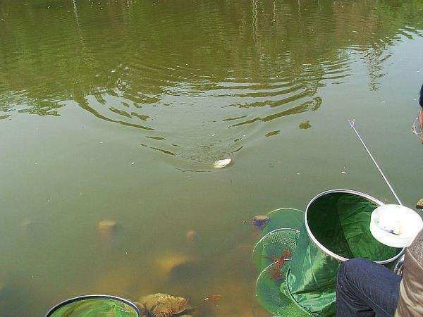 钓鱼|测试水中是否有鱼的方法，钓鱼前可以试试