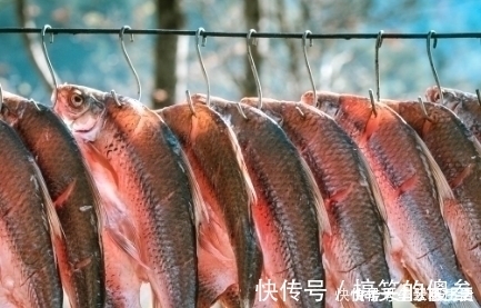 腊鱼|腌腊鱼时,掌握“4要点”,腊鱼鲜香入味,久放不坏,越放越香!