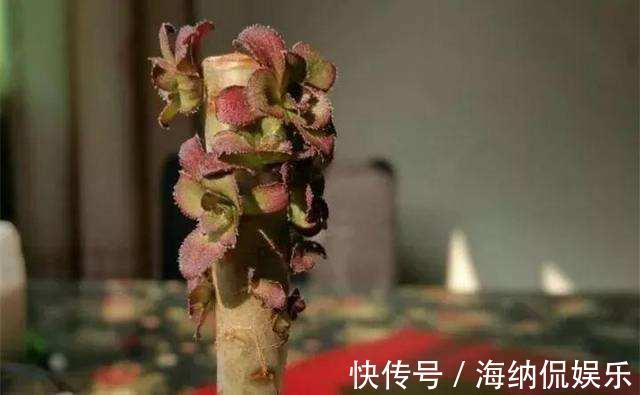 花盆|黑法师直接砍一刀，窜出满盆新芽，花盆容不下，养出大老桩！