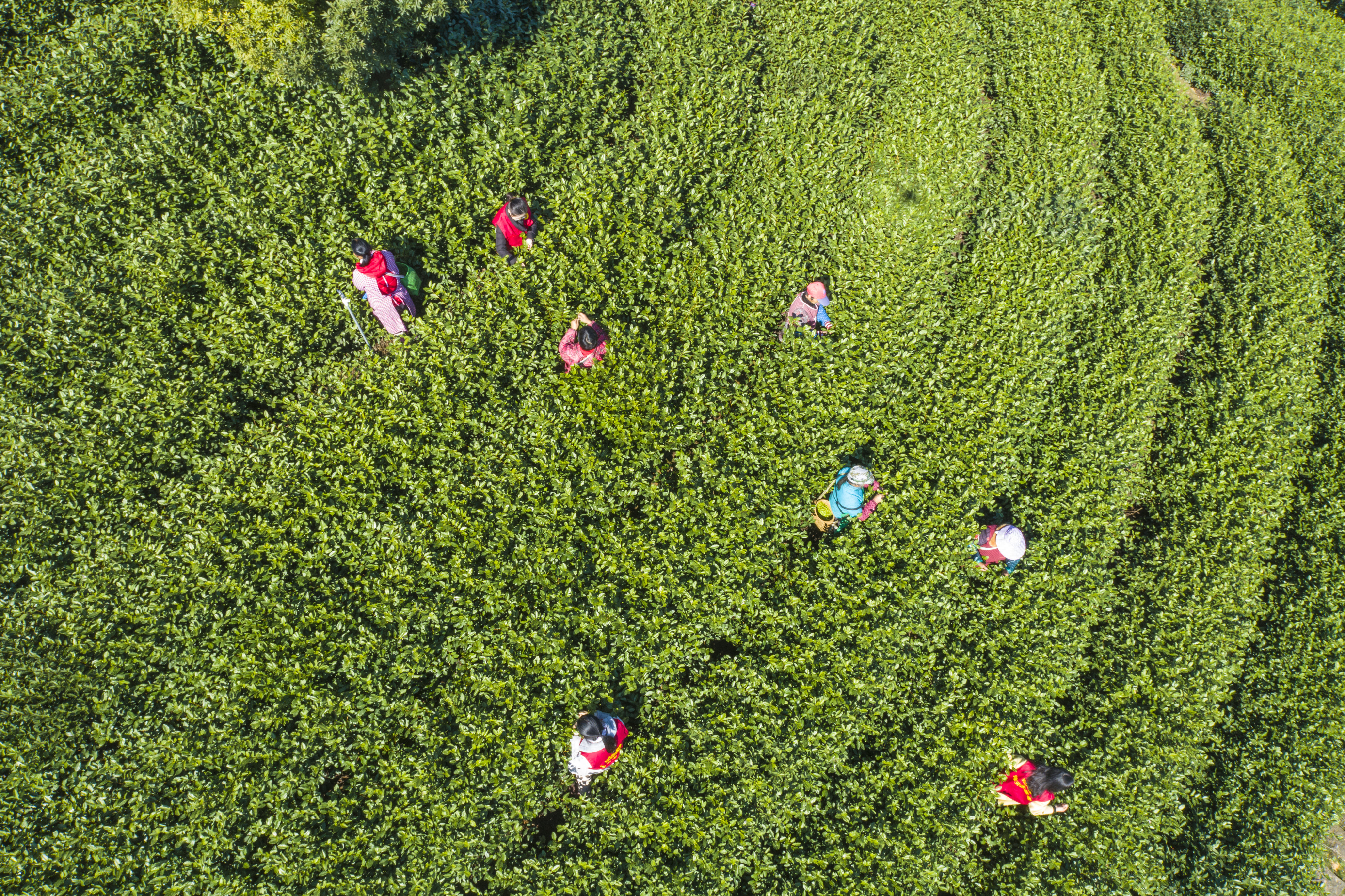 过年|千岛湖茶！湖上茶园采收忙~