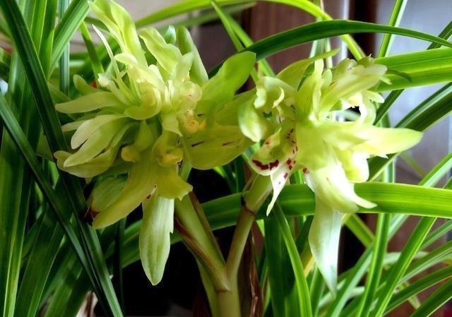 兰花|这款兰花，一盆能香遍一条街，花型奇特，花瓣多到数不清，值得养